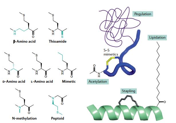 生物分析专栏|肽类药物的PK/PD及ADA研究