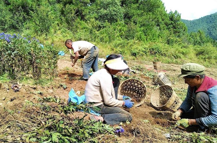 维西美洛村村民附子丰收忙