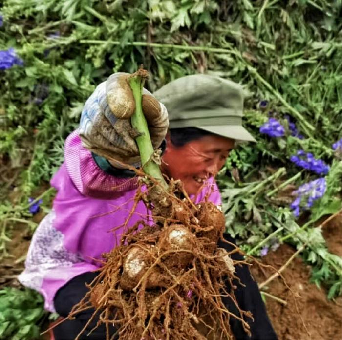 维西美洛村村民附子丰收忙