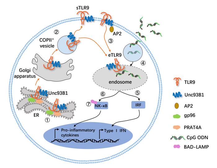免疫细胞表面的TLR9及其免疫调节作用
