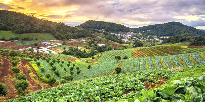 CDP洞察：生物多样性在一系列环境挑战中的地位