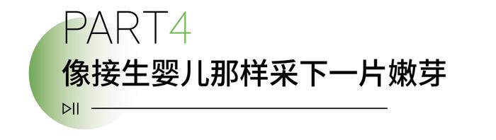 信阳毛尖为啥能霸气出圈？九大优势在这儿→