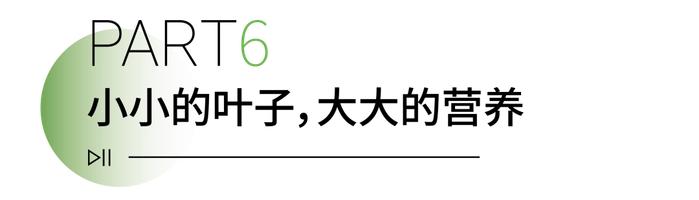 信阳毛尖为啥能霸气出圈？九大优势在这儿→