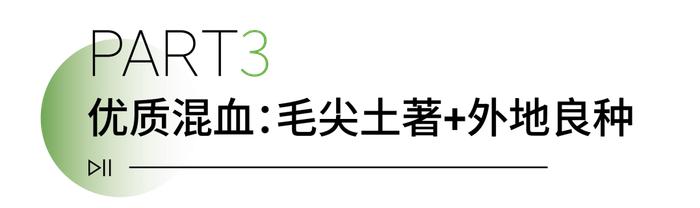 信阳毛尖为啥能霸气出圈？九大优势在这儿→