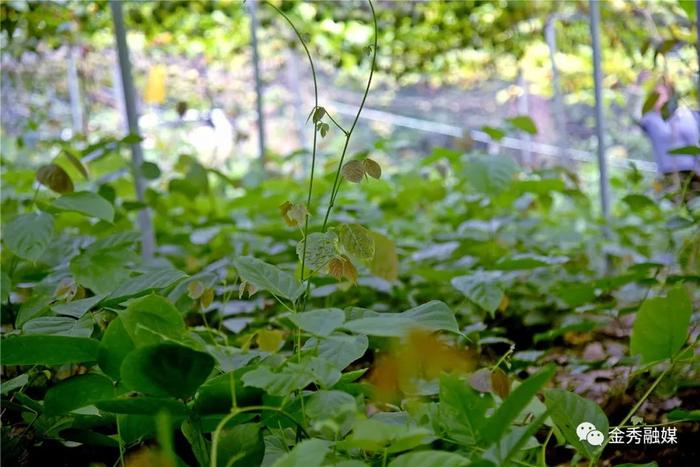 金秀县：罗汉果+鸡血藤 “一地产多金”立体种植以短养长