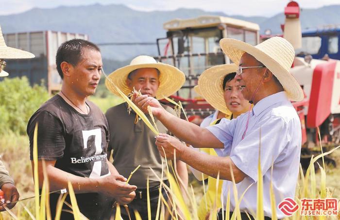 “吃饭大赛”见证福建优质稻发展历程