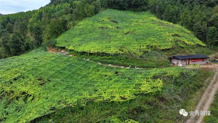 金秀县：罗汉果+鸡血藤 “一地产多金”立体种植以短养长