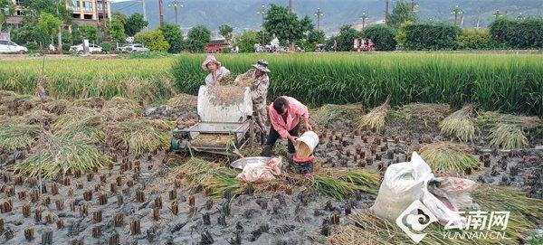 云南宾川：水果之乡石榴红 民族团结喜丰收