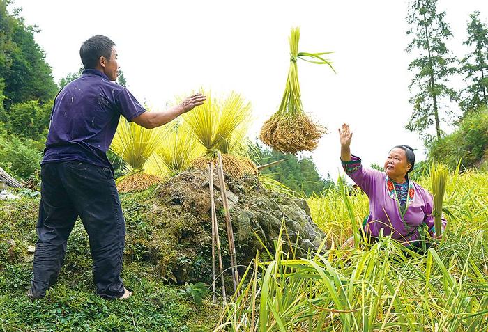 广西柳州市融水苗族自治县种植的传统糯稻进入成熟期