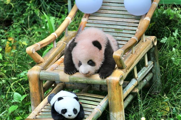 重庆动物园大熊猫“莽仔”的新生宝宝满百天啦！叫什么名字大家说了算
