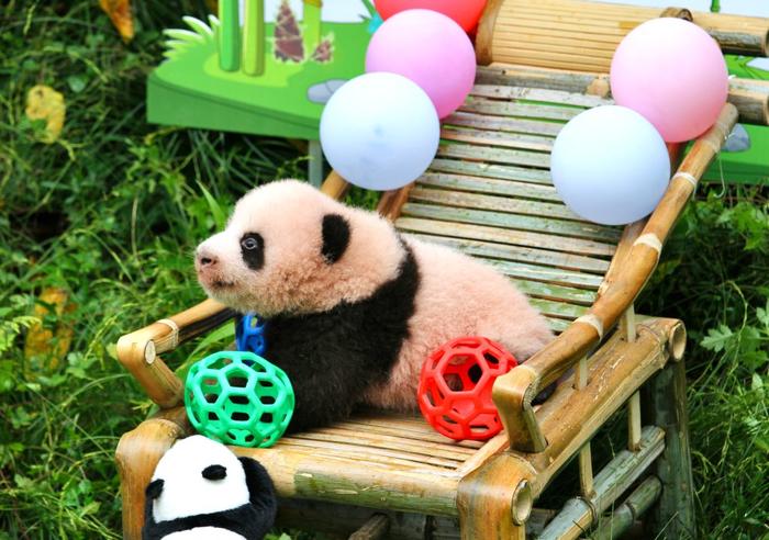 重庆动物园大熊猫“莽仔”的新生宝宝满百天啦！叫什么名字大家说了算