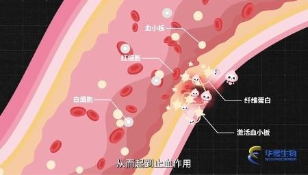 了不起的生命科学：既能抗衰又能修复骨质，胶原蛋白还藏着哪些惊喜？