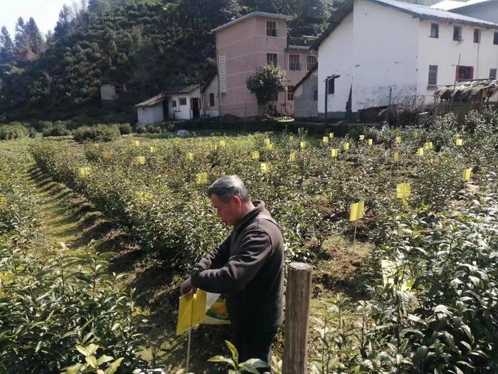 祁门县祁红乡：多措并举推动全域茶园绿色防控