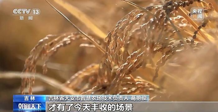 水稻收割无人化、大豆有了增产密码……一起来看丰收里的“大食物观”