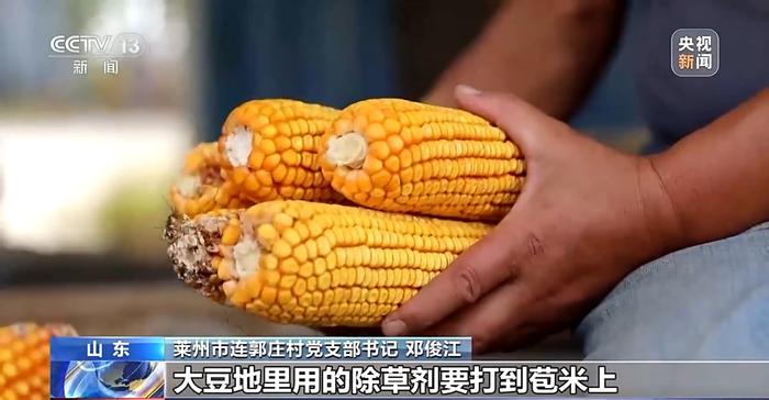 水稻收割无人化、大豆有了增产密码……一起来看丰收里的“大食物观”