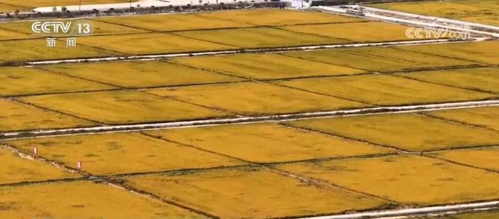 盐碱地上收水稻、复合模式搞种植……探索秋收大地里的丰产“密码”