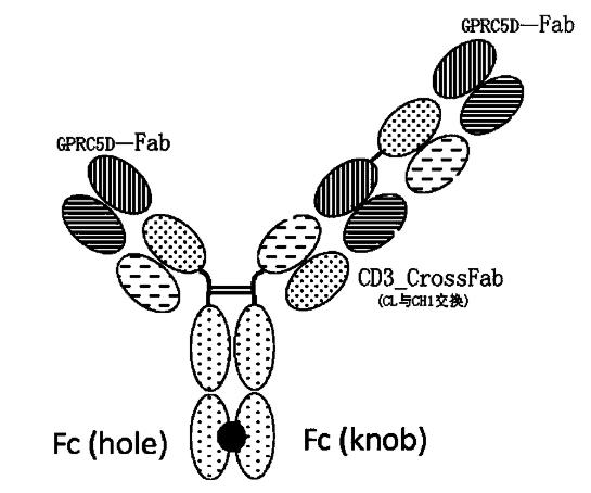 全球首款：信达生物GPRC5D/BCMA/CD3三抗启动1/2期临床