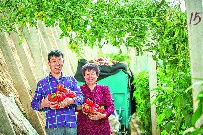 丰产增收落地生花——山东潍坊探索建设农业强市新路径