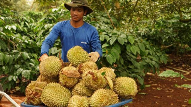 中国一年吃掉80万吨榴莲，越南来抢夺泰国的生意了