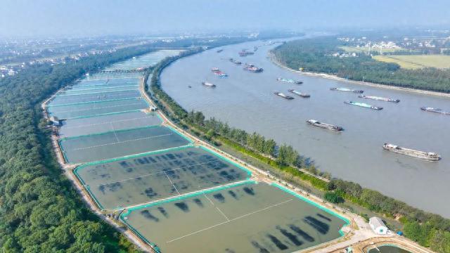 个大、肉肥、膏黄！松江地产黄浦江大闸蟹今日开捕，产量可谓“十年之最”！