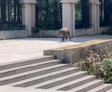 突发！野猪一路狂奔冲进高校，保安赤手空拳正面硬刚！