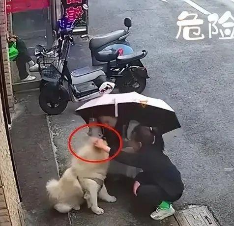 咬伤女童的罗威纳犬，被主人“怒杀”的松狮犬……城市中的猛犬有哪些？