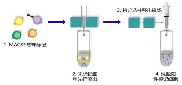 免疫细胞培养通关技巧之细胞分选