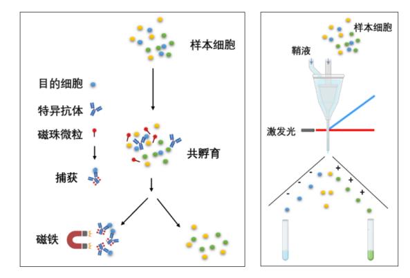 免疫细胞培养通关技巧之细胞分选