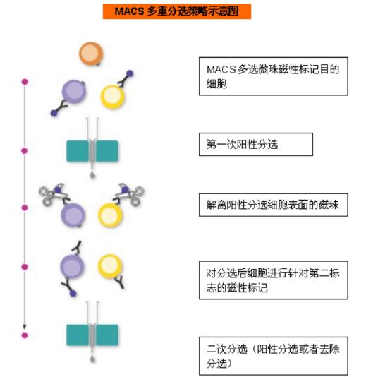 免疫细胞培养通关技巧之细胞分选