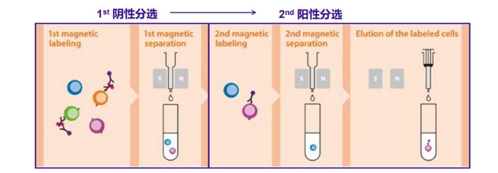 免疫细胞培养通关技巧之细胞分选