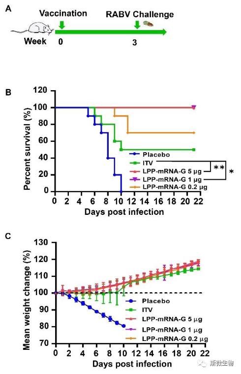 斯微生物狂犬mRNA疫苗，仅需单剂免疫即可有效保护实验动物免于致命的狂犬病毒感染