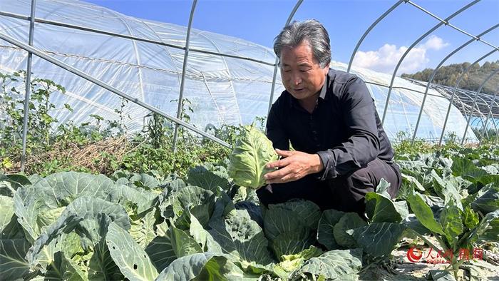 王德明的冷凉蔬菜——甘蓝喜丰收。人民网 陈明菊摄