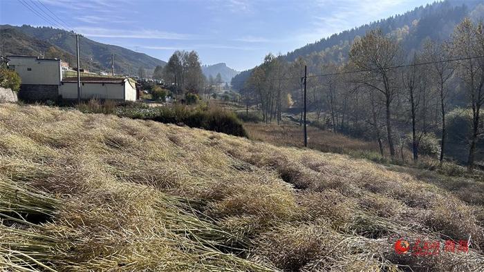 东至沟村的油菜籽地。人民网 陈明菊摄
