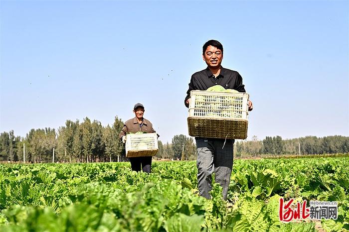 全力打好灾后恢复重建攻坚战｜饶阳县西支沃村补栽蔬菜收获见闻：210亩绿甘蓝上市啦！