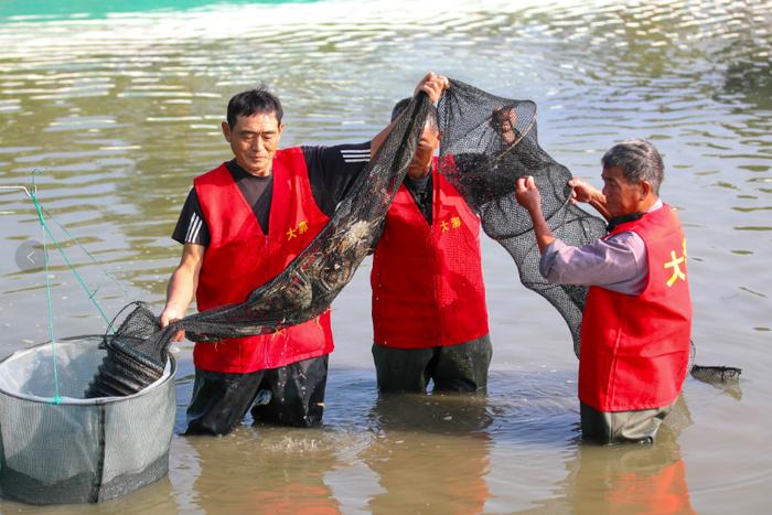 黄浦江大闸蟹开捕，松江地产“泖蟹”产量表现达“十年之最”