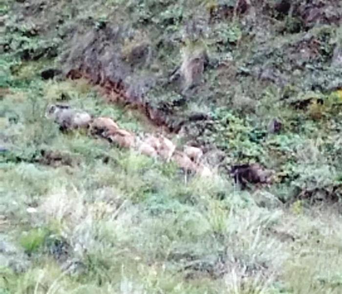 榆中北山野猪出没