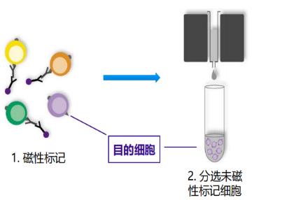 免疫细胞培养通关技巧之细胞分选