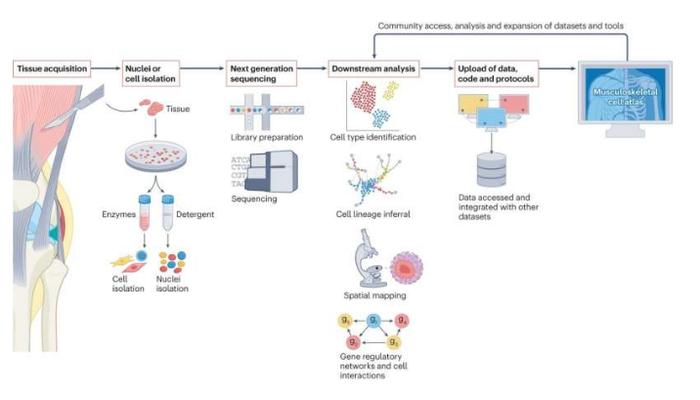 Nature子刊 | 科学家成功绘制出人类肌肉骨骼系统的完整细胞图谱