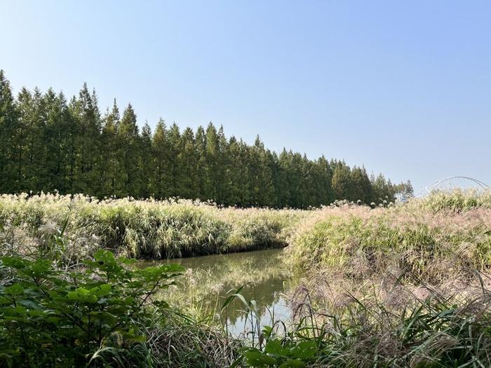 上海这里的水源地涵养林每逢周末找停车位都难，水绿河清的“秘诀”在此