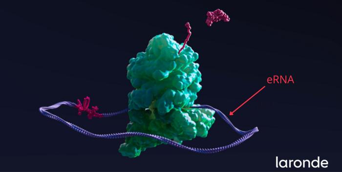 重新扬帆起航，被爆造假后，环状RNA明星公司Laronde与纳米载体公司Senda合并，两公司已累计融资近8亿美元