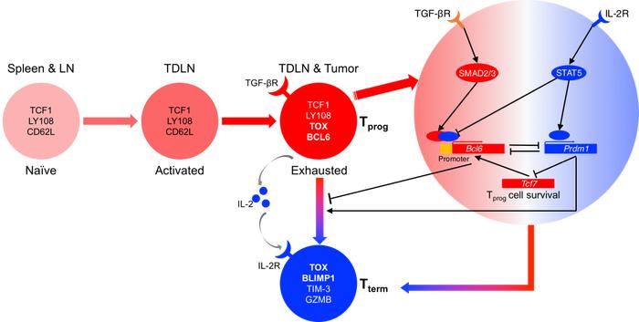 Science Immunology | 董晨院士团队揭示抗肿瘤CD8+ T细胞调控新机制