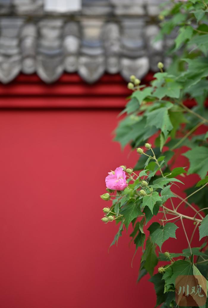 C视频︱芙蓉花重锦官城 红墙青瓦映芙蓉