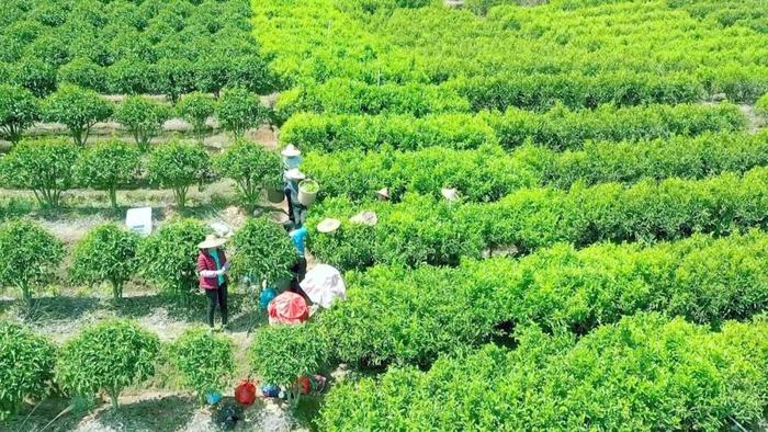 逆势增长 7至8月潮州出口茶叶总值比增210%