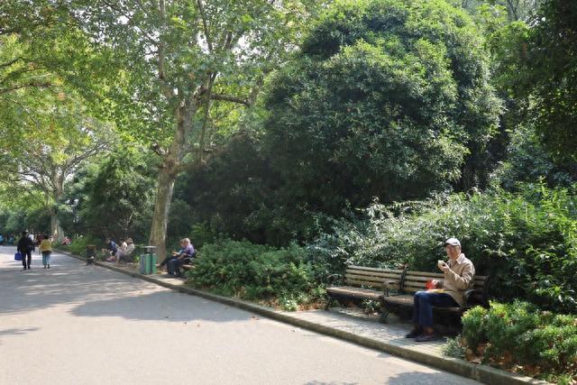 上海动物园这条“桂花大道”，即将上演“遍地洒金”的景象！