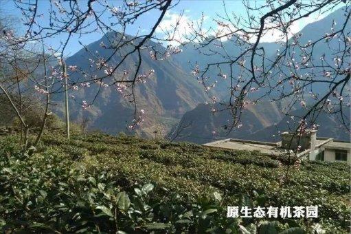 千年古道腾奔马，九龙天乡贡茶香 | 悲鸿文化助力天乡贡茶亮相四川茶博会