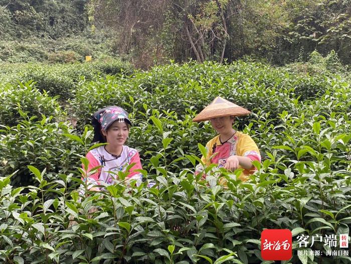 湘西保靖黄金村：小茶叶有“大钱景” 贫困村变亿元村