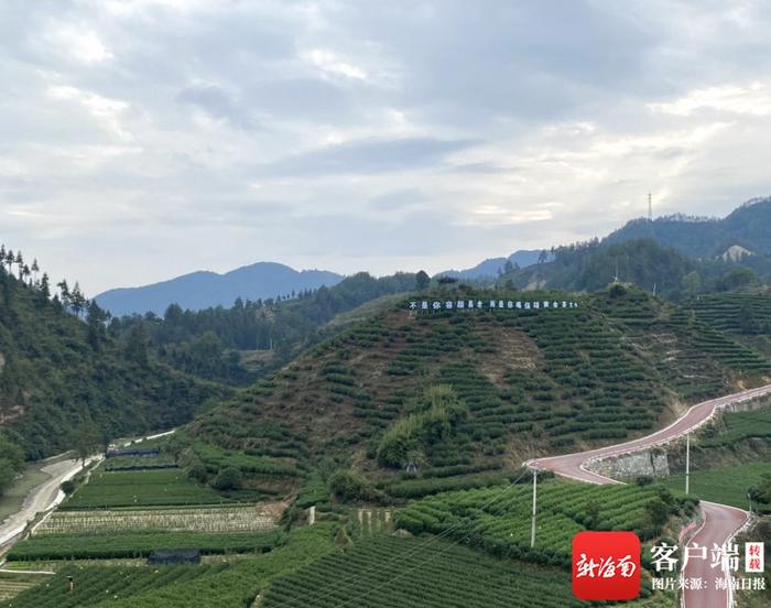 湘西保靖黄金村：小茶叶有“大钱景” 贫困村变亿元村