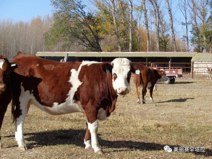 【赛罕塔拉苏木】肉牛改良显成效 拓宽牧民致富路