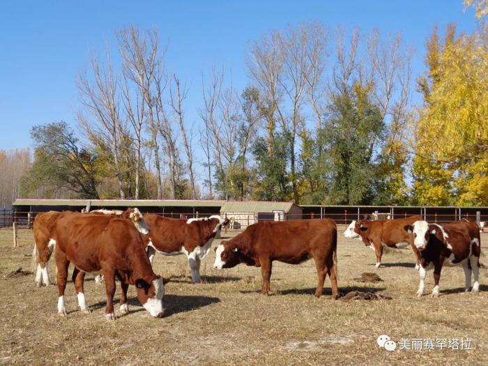 【赛罕塔拉苏木】肉牛改良显成效 拓宽牧民致富路