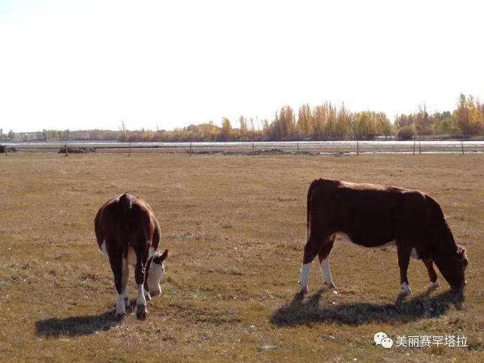 【赛罕塔拉苏木】肉牛改良显成效 拓宽牧民致富路